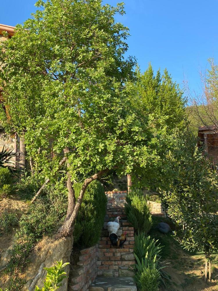 Bujtina Salko Villa Mucaj ภายนอก รูปภาพ